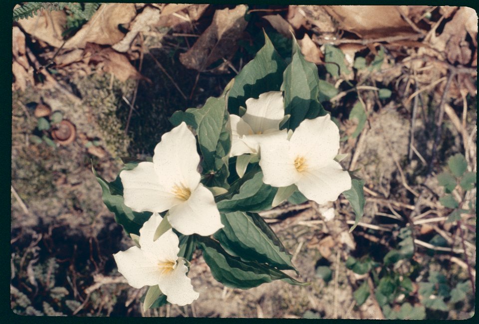 Trillium Blossums 1974